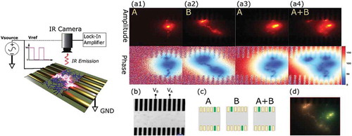 Figure 7. Lock-in thermography (left) infrared imaging of an Ag-TiO2 NWN multi-electrode device. (a1-a4) Amplitude and phase images of NWN contacted with different electrode sequences. (b) Optical micrograph image of device. (c) Schematic of electrode sequences. (d) Overlay of images (a2) and (a3), showing similarity to (a4). Reprinted from Li and Diaz-Alvarez et al. [Citation75]