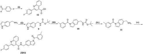 Scheme 1. Reagents and conditions: (i) aniline, pyruvic acid, EtOH, 80 °C, 3.5 h; (ii) TEA, (Boc)2O, DCM, 0 °C to rt, 0.5 h; (iii) a). m-toluic acid, SOCl2, DCM, reflux, 2 h; b). acyl chloride, NaH, DCM, 0 °C to rt, 0.5 h; (iv) TFA, DCM, 0 °C to rt, 0.5 h; (v) 12, HATU, DIPEA, THF, rt, overnight.