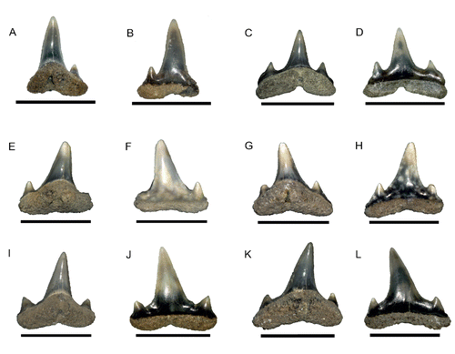 FIGURE 15. Photographs of Abdounia richteri, sp. nov., taken with a digital microscope camera, Canon PowerShot G15, NRM-PZ P16206, A, labial; B, lingual views; NRM-PZ P16207, C, labial; D, lingual views; NRM-PZ P16208, E, labial; F, lingual views; NRM-PZ P16209 (holotype), G, labial; H, lingual views; NRM-PZ P16210, I, labial; J, lingual views; NRM-PZ P16211, K, labial; L, lingual views. All scale bars equal 5 mm.