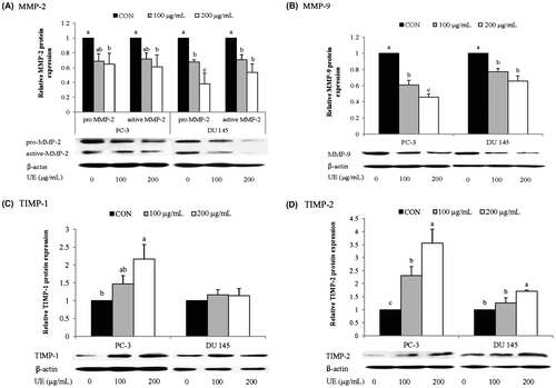 Fig. 5. Effects of RCM Extracts on MMP-2, MMP-9, TIMP-1, and TIMP-2 Protein Expression in PC-3 and DU 145.Notes: PC-3 and DU 145 were treated with UE (100 and 200 μg/mL) for 24 h. Relative levels of MMP-2 (A), MMP-9 (B), TIMP-1 (C), and TIMP-2 (D) protein expression were measured by western blotting. Values not sharing the same letter were significantly different (p < 0.05). (CON: control and UE: unripe R. coreanus Miquel ethanol extract).