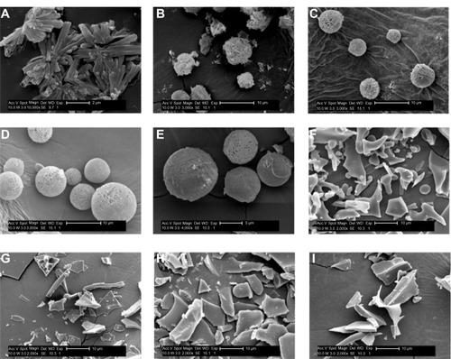 Figure 2 Scanning electron micrographs of rhEGF bulk drug and dry powders prepared using USFD and lyophilization with various sucrose to phospholipid ratios. (A) rhEGF bulk drug, (B) sucrose to phospholipid ratio 1:1 (USFD), (C) sucrose to phospholipid ratio 2:1 (USFD), (D) sucrose to phospholipid ratio 3:1 (USFD), (E) sucrose to phospholipid ratio 4:1 (USFD), (F) sucrose to phospholipid ratio 1:1 (lyophilization), (G) sucrose to phospholipid ratio 2:1 (lyophilization), (H) sucrose to phospholipid ratio 3:1 (lyophilization), and (I) sucrose to phospholipid ratio 4:1 (lyophilization).Abbreviations: rhEGF, recombinant human epithelial growth factor; USFD, ultrasonic spray freeze-drying; Acc V, acceleration voltage; Magn, magnification; Det, detector; SE, quadratic equation; WD, working distance; Exp, exponent.