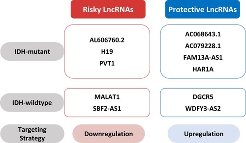 Figure 2. Therapeutic strategies targeting lncRNAs. Downregulation of risky lncRNAs such as AL606760.2 (Li et al. Citation2021), H19 (Chen et al. Citation2020), PVT1 (Chen et al. Citation2020), MALAT1 (Xiong et al. Citation2018), and SBF2-AS1 (Zhang et al. Citation2021) and upregulation of protective lncRNAs such as AC068643.1 (Huang et al. Citation2020), AC079228.1 (Li et al. Citation2021), FAM13A-AS1 (Li et al. Citation2021), HAR1A (Chen et al. Citation2020), DGCR5 (He et al. Citation2020), and WDFY3-AS2 (Wu et al. Citation2018) might help predict prognosis in glioma.