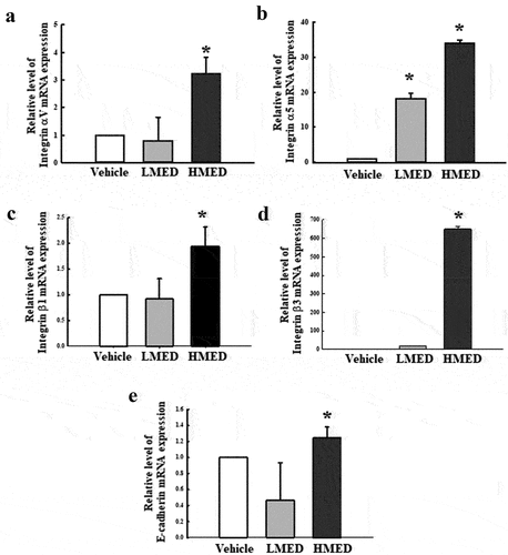 Figure 5. Expression of integrin and E-cadherin in MED-treated NHDF cells. The levels of integrin αV (a), integrin α5 (b), integrin β1 (c), integrin β3 (d), and E-cadherin (e) transcripts were detected in the total mRNA of NHDF cells by performing quantitative real time-PCR (qRT-PCR) with specific primers. Two to three dishes per group were used to prepare the total RNAs, and qRT-PCR was performed in duplicate for each sample. Data are reported as the mean ± SD. *, p < 0.05 relative to the Vehicle-treated group. Abbreviations: LMED, Low concentration of MED, HMED, High concentration of MED.