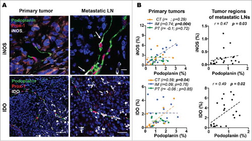 Figure 4. LVD correlates with expression of immune suppressive molecules in primary tumors and tumor regions of metastatic LNs. A) Representative immunofluorescence images in a section of a primary tumor and a metastatic LN showing that intratumoral lymphatic vessels (Prox-1, red; podoplanin, green) express iNOS (white, arrows) in metastatic LNs and do not express IDO (grey) in either location (63X upper panels Scale bar = 10 μm, and 40X lower panels, Scale bar = 50 μm, DAPI, blue). B) Correlations of podoplanin with iNOS and IDO density (% of pixel positive cells) in IM (n = 13), CT (n = 12) and PT (n = 13) of primary tumors and in metastatic LNs (n = 23). Correlations were analyzed using non-parametric Spearman's test. (IM): invasive margin, (CT): center of tumor, (PT): peritumoral region.