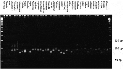 Figure 3. Banding pattern of 40 landraces from haor areas in Bangladesh for SSR marker RM 25.