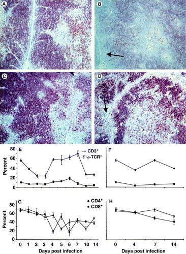 Figure 7. 7A: In a normal thymus, CD4+ thymocytes are densely packed in the cortex and dispersed throughout the medulla (×200). 7B: By 14 d.p.i. no CD4+ cells were observed at the outer edge of the cortex (arrow) and fewer were observed in the medulla (×200). 7C: In a normal thymus, CD8+ thymocytes existed as densely packed cells in the cortex and were more dispersed in the medulla (×200). 7D: By 7 d.p.i. CD8+ cells were depleted from the cortex (arrow) (×200). 7E: Flow cytometry data indicated that CD3+ T cells (♦) are affected in a bi-phasic manner, initially by transiently decreasing (P<0.05), recovering to pre-infection levels and then deceasing 10 d.p.i. (P<0.05). The γδTCR+ T cell (▪) population transiently increases (P<0.05) at 6 d.p.i. 7F: CD3+ (♦) and γδTCR+ T-cell (▪) population in uninfected thymus. 7G: Both the CD4+ (▴) and CD8+ (•) populations declined gradually over time so as to be proportionally lower after infection than before (P<0.05). 7H: CD4+ (▴) and CD8+ (•) populations in uninfected thymus. Values expressed as the mean±standard error of the mean, n=5.