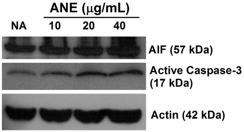 Figure 4. Induction of apoptosis-inducing factor (AIF) and active caspase-3 by ANE. Thymocytes were left untreated (NA) or treated with ANE (10–40 μg/ml) for 3 h. The cells were then lysed and amounts of apoptosis-inducing factor (AIF) and the active form of caspase-3 in the cytosolic extracts were measured using Western blotting. The level of actin was used as a loading control. The data shown are representative of three independent experiments.