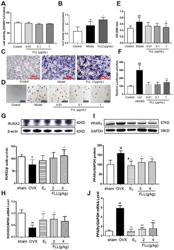 Figure 6. FLL significantly stimulates osteoblast differentiation and inhibits adipocyte differentiation of BMMSCs. (A) The BMMSCs were cultured with FLL and subjected to CCK-8 assay (n = 6). (B,C) BMMSCs were cultured with the osteogenic-inducer solution for 7 d and we then determined ALP activity, and ALP was also stained with BCIP/NBT; FLL markedly promoted the expression of ALP. (n = 6). (D) The BMMSCs were cultured with the adipocyte-inducer solution for 7 d and stained with Oil Red. (E) We quantified Oil Red by dissolving it in isopropanol and measuring the absorbance at 500 nm. FLL significantly inhibited adipocyte differentiation (n = 6). (F) TOPFlash assay was used to investigate the activation of the Wnt-signaling pathway by FLL, and results showed that FLL significantly activated Wnt signaling (n = 6). (G,H) The levels of RUNX2 protein and mRNA in mouse bone marrow were noticeably increased after treatment with FLL (n = 3). (I,J) The levels of PPARγ protein and mRNA in mouse bone marrow were notably decreased after treatment with FLL. (n = 3). #p < 0.05 compared with sham or control; ##p < 0.01 compared with sham or control; *p < 0.05 compared OVX or model; **p < 0.01 compared OVX or Licl.