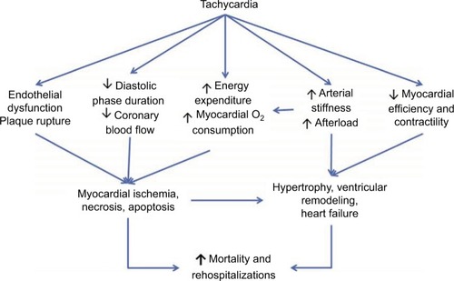 Figure 3 Mechanism of tachycardia and increased cardiovascular morbidity and mortality.