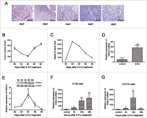 Figure 1. Expression of CXCL4 is homeostatically-regulated in 5-FU-treated colon cancer. BALB/c mice were inoculated with 1×106 CT26 cells, and when the tumor size was 400 – 500 mm3, 5-FU (200 mg/kg) was administrated. Mice were sacrificed at 2, 4, 6, and 8 d after 5-FU treatment. Controls were sacrificed at 0 d. CT26 tumors were measured and removed for pathology and gene expression analysis. (A) The HE stain of CT26 tumor tissues at different days after 5-FU treatment. (B) The volume change of CT26 tumor after 5-FU chemotherapy. (C) The signal intensity of CXCL4 mRNA in CT26 tumors revealed by gene expression array. (D) The expression of CXCL4 mRNA is presented relative to their baseline at 0 d by real-time PCR in CT26 tumor tissues at 4 d after 5-FU chemotherapy. (E) The CXCL4 protein expression in CT26 tumor tissues are presented by Western-blot as their relative induction over untreated mice at 0 d after normalization to their respective β-actin loading controls. CT26 mouse and HCT15 human colon cancer cells were treated with 5-FU (200 μg/ml) for 3 h and washed twice. After incubation with fresh medium for 4 h, 24 h and 48 h, the cells were subjected to mRNA expression test by real time PCR. (F) The expression of CXCL4 mRNA in CT26 cells, and (G) in HCT15 cells. Data are presented as mean ± SE (n = 3 mice per group, or 3 repeats for cells experiments). *P < 0.05, **P < 0.01 vs. control group.