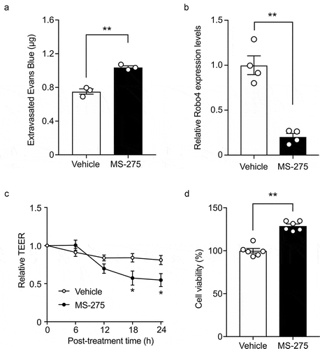 Figure 4. MS-275 enhances endothelial and vascular permeability