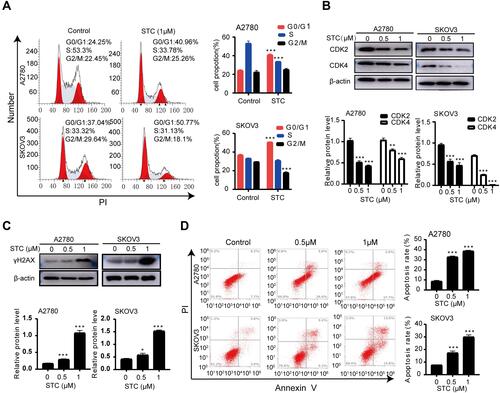 Figure 2 STC induced cell cycle arrest and promoted apoptosis in ovarian cancer cells. (A) Cell cycle distributions of A2780 and SKOV3 treated with STC for 48 hours were detected by flow cytometric assay. (B) A2780 and SKOV3 cells were treated with various concentrations (0, 0.5 and 1μM) for 48 hours, and the expression of CDK2 and CDK4 were compared by Western blot analysis. (C) A2780 and SKOV3 cells were treated with STC at 0, 0.5 and 1μM for 48 hours, and the expression of γH2AX were compared by Western blot analysis. (D) A2780 and SKOV3 cells were treated with STC at 0, 0.5 and 1μM for 48 hours, and then apoptotic cells were detected with the Annexin V-PI kit and analyzed by flow cytometry. Data are presented as the mean ± SEM of three independent experiments, *P <0.05, **P <0.01, ***P <0.001, n=3.