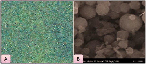 Figure 12. Motic (A) and SEM (B) images of optimized formulation.