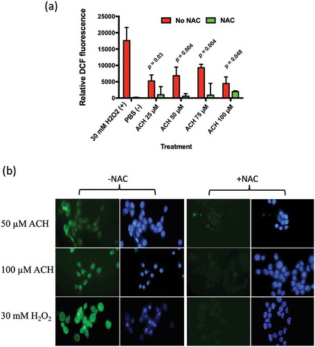 Figure 4. (a) Showing ACH induced oxidative stress in TR146 oral keratinocytes. Cells were incubated with ACH (25 µM – 100 µM) in 96 well plates. 30 mM H2O2 was used as positive control and medium containing PBS as a negative control. Reactive oxygen species (ROS) were detected by measuring DCF-DA fluorescence in a microplate reader (Genios, Tecan) in the presence and absence of N-acetylcysteine (NAC). Results are the average of three separate experiments. (b) Showing fluorescence in TR146 cells stained with DCF-DA to detect ROS (green) and Hoechst to detect nuclei (blue). Cells were preincubated in 100 µM of DCF-DA with or without NAC. Cells were then exposed to stress (50 or 100 µM ACH or 30 mM H2O2) and visualized using a Zeiss epifluorescence microscope