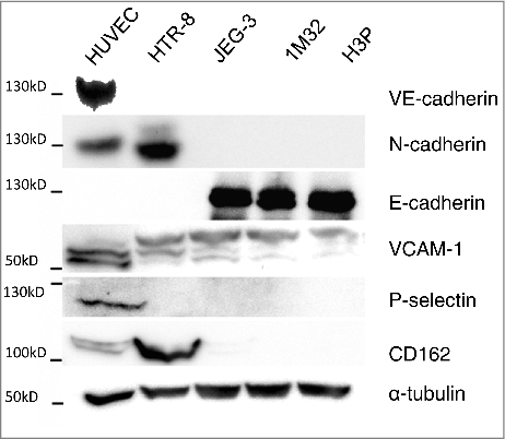 Figure 3. Protein expression analysis of selected adhesion molecules in HUVEC, HTR-8/SVneo, JEG-3, 1M32 and H3P cells via western blot. Expression of VE-cadherin, N-cadherin, E-cadherin, VCAM, P-selectin and CD162 was analysed in the above mention cell lines using immunochemical detection after SDS gel electrophoresis and western blot with α-tubulin as protein concentration control.