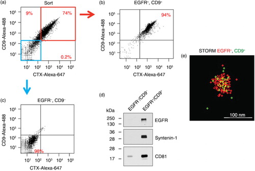 Fig. 2.  FAVS sorting of DiFi exosomes with subsequent immunoblot and stochastic optical reconstruction microscopy (STORM) analysis. (a) Dot plot of fluorescent intensities from FAVS analysis of DiFi exosomes stained with an Alexa-488-labelled CD9 antibody (y-axis) and Alexa-647-labelled CTX antibody for EGFR (x-axis). Percentages of gated populations from 10,000 total events are shown. Red box marks double-positive exosomes and blue box marks double-negative exosomes. (b) Post-sort analysis of double-positive exosomes. (c) Post-sort analysis of double-negative exosomes. (d) Immunoblot of flow-sorted exosomes. Blot was probed for EGFR and the exosomal markers, syntenin-1 and CD81. Equal quantities of protein were loaded in each lane. (e) Double-positive, flow-sorted exosomes were subjected to STORM (Materials and Methods). A representative image of an approximately 80 nm particle positive for EGFR (red) and CD9 (green) is shown.