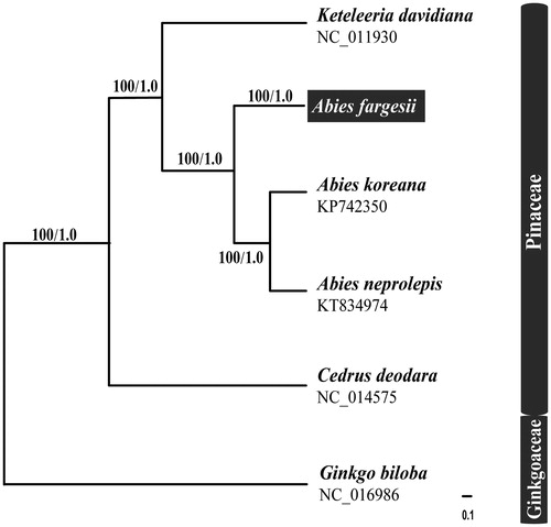 Figure 1. Phylogram of Abies fargesii obtained from the maximum likelihood analysis of the whole chloroplast genome sequences. Numbers on branches are support values [maximum likelihood bootstrap values (BSML)/Bayesian inference posterior probability values (PPBI)].