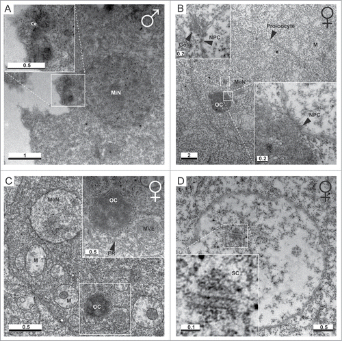 Figure 2. Ultrastructure of the O. dioica germline. (A) Day 5 male mitotic germline nuclei (MiN) are each associated with an MTOC that possesses a pair of centrioles (Ce). (B) Centrioles were not observed within female P3 ovaries. Meiotic nuclei (MeN) possessed nuclear membranes containing nuclear pore complexes (NPC). Golgi apparati were observed in proximity to the nuclear membrane. An electron dense structure of similar size to meiotic nuclei was observed in contact with the nuclear envelope, consistent with the immunofluorescent staining (Fig. 3) of acentriolar OCs. NPCs were observed at the OC/MN interface. (C) OCs were surrounded by endoplasmatic reticulum (ER). M, mitochondria; MVE, multi-vesicular endosome-like structure. (D) Electron dense regions resembling 3 parallel lines, with 100 nm gaps between the central and flanking lines, were observed, consistent with the structure of synaptonemal complexes (SCs). Scale bars in μm.