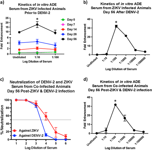 Fig. 6 Serum from ZIKV infected animals collected after infection with DENV-2 demonstrate antibody dependent enhancement at a dilution of 1:100.Fold enhancement of DENV-2 infection in K562 cells using serum that was collected (a) from ZIKV-infected animals (n = 5) prior to DENV-2 infection and (b) at day 56 after DENV-2 infection. Statistical significance was determined using One-way ANOVA and differences between time-points were determined by post-hoc analysis using Tukey’s multiple comparisons test. A p < 0.05 was considered significant. (c) Percentage neutralization of DENV-2 using serum that was collected at day 56 post-infection from animals that was simultaneously infected with ZIKV and DENV-2 (n = 5). (d) Fold enhancement of DENV-2 infection in K562 cells using serum that was collected at 56 days from rhesus macaques that were simultaneously infected with ZIKV and DENV-2 (n = 5). Statistical significance was determined using One-way ANOVA and differences between time-points were determined by post-hoc analysis using Tukey's multiple comparisons test. A p < 0.05 was considered significant. Error bars represent standard error