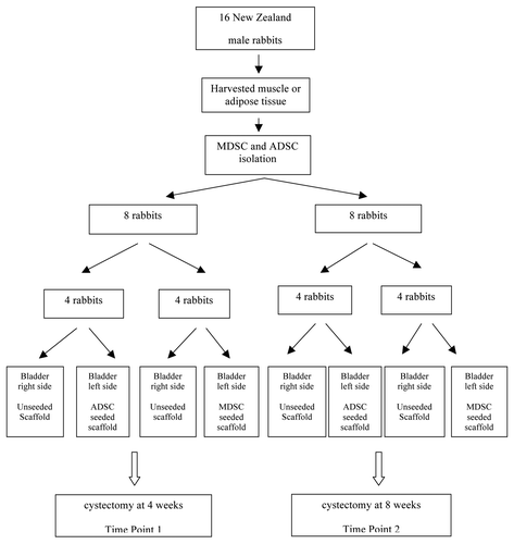 Scheme 1. Culture of autologous adipose derived stem cells (ADSCs) and skeletal muscle derived stem cells (MDSCs) and flow cytometry analysis.