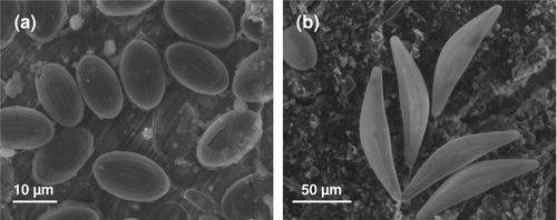 Figure 1. SEM images of diatom fouling of SS surfaces after exposure in natural river (Oise, France), showing the presence of (A) Cocconeis and (B) Cymbella sp.