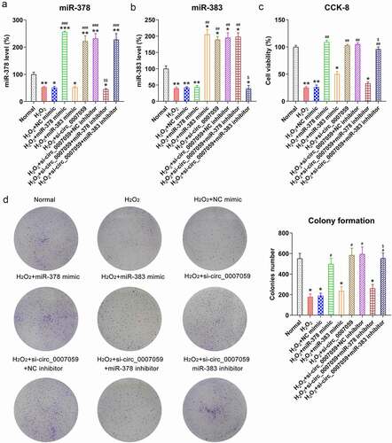 Figure 7. miR-378 influences the viability of H2O2-treated cardiomyocytes. Cardiomyocytes were transfected with miR-378/miR-383 or NC mimic or co-transfected with a miR-378/miR-383 inhibitor and lentiviral-si-circ_0007059/siNC for 1 d and subsequently exposed to H2O2 (0.1 mM) for 1 d. (a, b) qPCR quantification of miR-378 and miR-383 expression in cardiomyocytes. (c) CCK-8 assay examining cell viability. (d) CFA examining cellular growth rate. *P < 0.05, **P < 0.01 and ***P < 0.001 versus the CG; #P < 0.05 and ##P < 0.01 versus the H2O2 group; $P < 0.05 versus the H2O2 + si-circ_0007059 group.