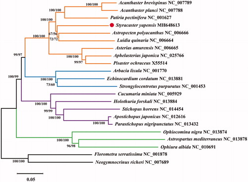 Figure 1. Phylogenetic trees based on the concatenated amino acids of 13 protein-coding genes. The branch length is determined with NJ analysis. NJ/ML bootstrap values are given for each branch.