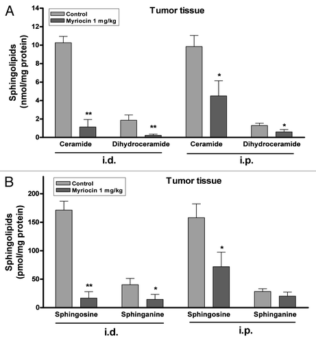 Figure 2. Inhibitory effect of myriocin on sphingolipid synthesis in tumor tissues. (A) Ceramide, dihydroceramide, (B) sphingosine and sphinganine levels in tumor tissues from melanoma mice with or without myriocin treatment (i.d., i.p.) were measured by HPLC. Data are expressed as the mean ± SE of three independent experiments (n = 10, *p < 0.05 and **p < 0.01 vs. the saline control).
