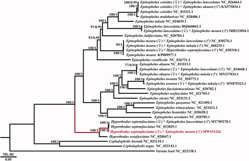 Figure 1. The phylogenetic tree of the genus Hyporthodus, obtained from maximum likelihood (ML) and Bayesian inference (BI) analyses of 13 protein-coding genes (PCGs). Bootstrap values above 70% in the ML analysis and posterior probabilities above 0.90 in the BI analysis are shown at the base of each node. The best-fitting evolutionary model was the GTR + I+G model. The GenBank accession numbers follow the scientific names.