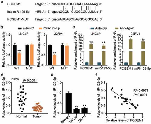 Figure 4. PCGEM1 sponged miR-129-5p. (a) the wild-type and mutant binding site of PCGEM1 for miR-129-5p were constructed. (b) interaction of PCGEM1 and miR-129-5p was ascertained through luciferase assay. **P < 0.001 vs. miR-NC. (c) Relationship of PCGEM1 and miR-129-5p was validated using RIP assays. **P < 0.001 vs. Anti-IgG. (d) Analysis of miR-129-5p level in PCa as well as normal samples based on qRT-PCR. (e) miR-129-5p expression in prostate cell lines was uncovered utilizing qRT-PCR. **P < 0.001 vs. RWPE1. (f) Pearson was utilized for exploring the connection of PCGEM1 with miR-129-5p.