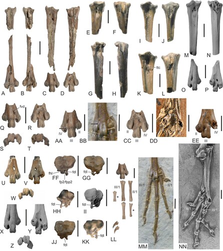 ←FIGURE 2. Tarsometatarsi and feet of Eocene galliform and galliform-like birds. A–D, ?Paraortygoides argillae, sp. nov. from the London Clay of Walton-on-the-Naze (holotype, NMS.Z.2021.40.174), right (A, B) and left (C, D) tarsometatarsus in dorsal (A, C) and plantar (B, D) view. E, F, Argillipes aurorum, from the London Clay of the Isle of Sheppey (holotype, NHMUK A 3130), proximal portion of right tarsometatarsus in dorsal (E) and plantar (F) view. G, H, A. aurorum, proximal portion of a referred right tarsometatarsus from the Isle of Sheppey (NHMUK A 4283) in dorsal (G) and plantar (H) view. I, J, “A.” paralectoris from the London Clay of the Isle of Sheppey (holotype, NHMUK A 3604), proximal portion of left tarsometatarsus in dorsal (I) and plantar (J) view. K, L, Percolinus venablesi from the London Clay of the Isle of Sheppey (holotype, NHMUK A 3680), proximal portion of left tarsometatarsus in dorsal (K) and plantar (L) view. M, N, cf. A. aurorum from the lower Eocene of Egem in Belgium (IRSNB Av 166), proximal portion of right tarsometatarsus in dorsal (M) and plantar (N) view; the specimen was coated with ammonium chloride. O, P, cf. A. aurorum from the lower Eocene of Egem in Belgium (IRSNB Av 165), distal end of right tarsometatarsus in dorsal (O) and plantar (P) view; the specimen was coated with ammonium chloride. Q–T, ?P. argillae, sp. nov. (holotype, NMS.Z.2021.40.174), distal end of left tarsometatarsus in dorsal (Q), plantar (R), and distal (S) view; distal end of right tarsometatarsus in distal view (T). U–W, Coturnipes cooperi from the London Clay of Burnham-on-Crouch (holotype, NHMUK A 3706), distal end of left tarsometatarsus in dorsal (U), plantar (V), and distal (W) view. X–Z, cf. A. aurorum from Egem (IRSNB Av 165), distal end of right tarsometatarsus in dorsal (X), plantar (Y), and distal (Z) view; the specimen was coated with ammonium chloride. AA, ?P. argillae, sp. nov. (holotype, NMS.Z.2021.40.174), distal end of left tarsometatarsus (mirrored) in dorsal view. BB, Gallinuloides wyomingensis from the lower Eocene Green River Formation (WDC CGR−012), distal end of right tarsometatarsus in dorsal view. CC, ?P. argillae, sp. nov. (holotype, NMS.Z.2021.40.174), distal end of left tarsometatarsus (mirrored) in plantar view. DD, Paraortygoides messelensis from the latest early or earliest middle Eocene of Messel (holotype, SMF-ME 1303a), distal end of right tarsometatarsus in plantar view. EE, “Paraortygoides” radagasti (holotype, NHMUK A 6217), distal end of right tarsometatarsus in plantar view. FF–KK, proximal end of the tarsometatarsus (proximal view) of FF, ?P. argillae, sp. nov. (holotype, NMS.Z.2021.40.174, left side); GG, A. aurorum (holotype, NHMUK A 3130, right side); HH, A. aurorum (NHMUK A 4283, right side); II, cf. A. aurorum (IRSNB Av 166, right side); JJ, “A.” paralectoris (holotype, NHMUK A 3604, left side); KK, P. venablesi (holotype, NHMUK A 3680, left side). LL, ?P. argillae, sp. nov. (holotype, NMS.Z.2021.40.174), distal end of left tarsometatarsus with pedal phalanges (in different orientations); the asterisks denote tentatively identified phalanges. MM, G. wyomingensis (WDC CGR−012), right foot in dorsal view. NN, P. messelensis (holotype, SMF-ME 1303a), right foot in plantar view; the specimen was coated with ammonium chloride. In AA–EE the trochleae are numbered; the arrows in AA and BB denote the proximal terminus of the articular surface of the trochlea metatarsi III. In LL–NN the first phalanges of the second and third toes are labeled. Abbreviations: fdl, hypotarsal canal/sulcus for tendon of musculus flexor digitorum longus; fhl, hypotarsal sulcus for tendon of musculus flexor hallucis longus; fp2/fpp2, sulcus for the tendons of musculus flexor perforatus digiti 2 and m. perforans et perforatus digiti 2; fvd, foramen vasculare distale; ttc, tuberositas musculi tibialis cranialis. The scale bars equal 5 mm.