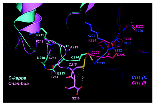 Figure 2. Structural differences in the C-terminal regions of Cλ and Cκ domains. Crystal structures of Fab fragments from PDB: 1AQK (Cλ: light pink; CH1: hot pink) and 1Y0L (Cκ: cyan; CH1: blue) are superimposed within their CH1 domains. The inter-chain disulfide bond between the light and heavy chains is drawn as stick model in yellow. Other residues surrounding the disulfide bond are labeled and drawn as stick model. The dashed lines indicate possible interactions between the disulfide bond and the C-terminal serine in Cλ. The structure illustration was produced using Pymol.Citation38