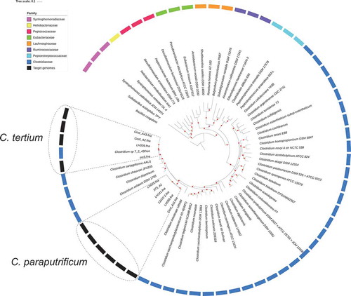 Figure 1. Phylogenetic relationships for Clostridiales species based of the concatenated sequence of 40 high-resolution molecular markers. a) Inter-species phylogenetic relationships for the selected genome dataset. A set of 65 Clostridiales genomes, belonging to eight families, was analyzed to propose the taxonomic designation of the target genomes (C. tertium and C. paraputrificum). Three representative genomes per family were included except for the Heliobacteriaceae family, where a single genome passed the preliminary quality tests, and for the Clostridiaceae family, for which a per-species genome was sought, because it was the family of interest. In the external ring, color was assigned to each Clostridiales family that was used in each analysis. The target genomes are marked with gray boxes, while boxes with dotted lines mark the grouping node for each target species. The Bacillus coagulans strain HM-08 (GCF_000876545.1) genome was included as outgroup. Red dots represent bootstrap values of ≥ 90.0.