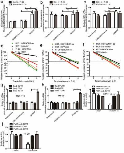 Figure 4. LncRNA FENDRR directly interacts with Sox2 mRNA 3’UTR, enhances its stability and expression. (a – c) The interaction between FENDRR and Sox2, Oct4, or KLF4 was examined through the RNA–RNA interaction in vitro assay. (d – f) The mRNA stability of Sox2, Oct4 and KLF4 was determined in colorectal cancer cells with FENDRR overexpression or not. (g and h) The interaction between FENDRR, and Sox2 CDS, Sox2 5’UTR, or Sox2 3’UTR was evaluated in colorectal cancer cells. (i and j) The activity of Luc-Sox2-3’UTR, Luc-Sox2-CDS, and Luc-Sox2-5’UTR was measured in colorectal cancer cells with FENDRR overexpression or not. n ≥ 3, **P < 0.01 vs. control