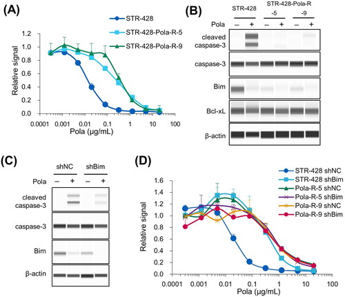 Figure 3. Pola-resistant STR-428 cells were resistant due to reduced expression of Bim. A, Sensitivity to Pola at the indicated concentrations was assessed in STR-428 and STR-428-Pola-R cells. Data points represent mean value + SD. n = 3 B, STR-428 and STR-428-Pola-R cells were treated with Pola (0.5 μg/mL) for 24 h, and cell lysates were then collected and evaluated by immunoblotting. C, STR-428 cells expressing shRNA targeting Bim (shBim) or control (shNC) were treated with Pola (0.5 μg/mL) for 24 h. Cell lysates were then evaluated by immunoblotting. D, Sensitivity to Pola at the indicated concentrations was assessed in cells expressing shRNA targeting Bim (shBim) or control (shNC). Data points represent mean value + SD. n = 3.