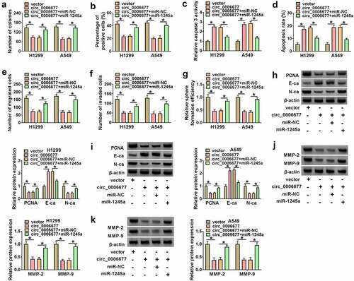 Figure 4. Circ_0006677 sponged miR-1245a to regulate NSCLC cell malignancy and stemness. (a-g) The proliferation (a and b), caspase 3 activity (c), apoptosis (d), migration (e), invasion (f), and sphere formation (g) of NSCLC cells after transfection with circ_0006677 combined with or without miR-1245a mimic. (h and i) Protein levels of E-ca, PCNA, and N-ca in NSCLC cells after transfection with circ_0006677 combined with or without miR-1245a mimic. (j and k) Protein levels of MMP-2 and MMP-9 in the above NSCLC cells. *P < 0.05.