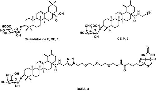 Figure 1. The structures of calenduloside E (CE), the clickable probe CE-P and the whole probe BCEA of CE.