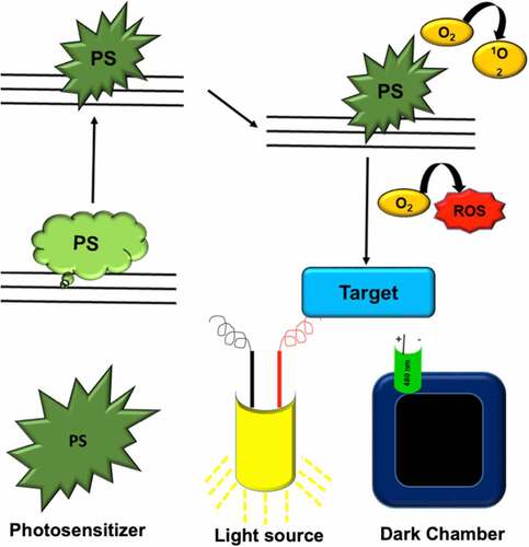 Figure 1. The principle and component of PDT. PDT involves the excitation of photosensitizer (PS) after exposure of specific wavelength of light. In the excited PS either follows type 1 and type 2 mechanism after intersystem crossing. The excited PS generated triplet and singlet oxygen species return to ground state. The singlet oxygen species act on target tissues to produce the effect. The basic components of PDT involve the photosensitive dye (photosensitizer), the light source to irradiate the photosensitizer and dark chamber to avoid exposure of undesirable light.