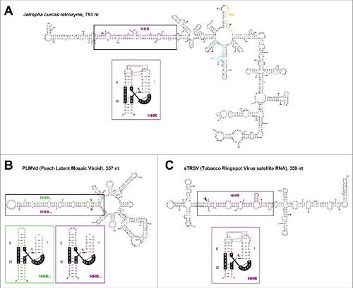 Figure 3. Minimum free energy secondary structure predictions for (A) a retrozyme circRNA of Jatropha curcas (Entry KX273075.1), (B) the avsunviroid PLMVd (Entry M83545.1) and (C) the Nepovirus satellite RNA sTRSV (Entry M14879.1). HHR sequences are shown in purple (positive polarity) and green (negative polarity), and the PBS and PPT motifs of the retrozyme are shown in orange and blue, respectively. The corresponding structures of the HHRs motifs are shown under each circRNA structure and, with the exception of PLMVd HHRs, dotted lines indicate putative tertiary interactions between HHR loops. Self-cleavage sites are indicated with arrows. Kissing-loop interaction of PLMVd is also shown. Numbering for each circRNA starts at the self-cleavage site of the positive polarity HHR.