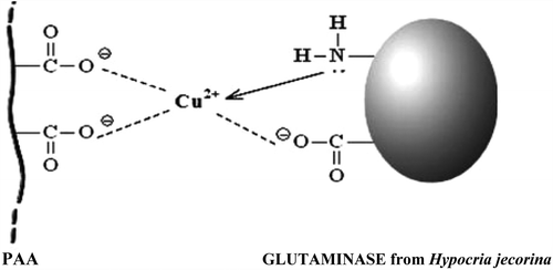 Scheme 1. The hypothetical structure of ternary PAA-Cu2+–glutaminase enzyme from Hypocrea jecorina complex.