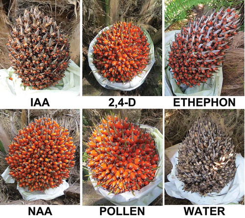 Figure 2. Effect of the application of plant hormones and pollen on the formation of fruits and bunches in the OxG interspecific hybrid. IAA: Indole acetic acid. 2,4-D: 2,4-dichlorophenoxyacetic acid. NAA: Naphthalene acetic acid