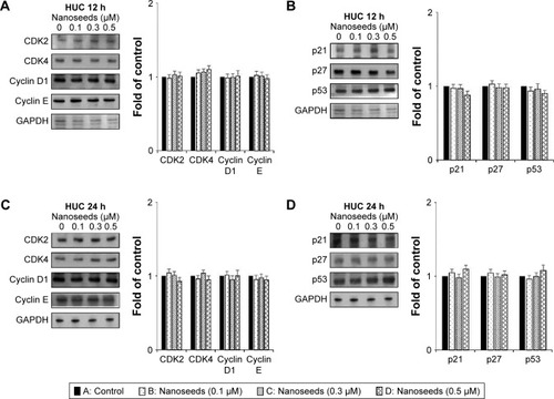 Figure 4 Immunoblots of cell cycle regulators in Au@Pt-NS-treated HUCs.Notes: HUCs were treated with Au@Pt-NSs at the concentrations indicated for 12 h and 24 h. Changes in protein levels of CDK2, CDK4, cyclin D1, and cyclin E were measured using immunoblotting after 12 h (A) and 24 h (C). After treatment with Au@Pt-NSs for 12 h (B) and 24 h (D), alterations in the protein levels of CDK inhibitors, p21WAF1, p27KIP1, and p53 were measured using immunoblotting. GAPDH was used as an internal control. Bar graphs show relative fold changes of proteins at different concentrations of Au@Pt-NSs compared with the control.Abbreviations: Au@Pt-NSs, gold@platinum nanoseeds; CDK, cyclin-dependent kinase; HUCs, human urothelial cells.