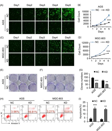 Figure 2 CCDC132 is essential for GC cell proliferation and survival. (A) and (C) the scramble (NC) and CCDC132-shRNA (KD)-expressing lentiviruses were also simultaneously expressing green fluorescent protein (GFP); these cells were seeded and then captured the fluorescent signal every day; (B) and (D) then the cell number was autocalculated by manipulating those fluorescent signals in Celigo® Image Cytometer and its software. (E) and (F) Colony formation analysis for the indicated cells. (G) Quantification of colony formation from (E) and (F). (H) FACS-based apoptosis analysis for the indicated cells. (I) Quantification of apoptosis ratio from (H). Results are presented as the mean ± SD. **p < 0.01; ***p < 0.001.