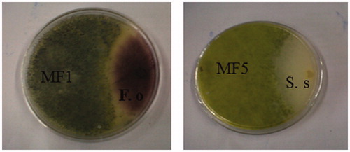 Figure 2. Dual culture bioassay of endophytic fungi of Markhamia tomentosa against Fusarium oxysporum (F. o; ITCC 3636) and Sclerotinia sclerotorium (S. s; ITCC 6323).