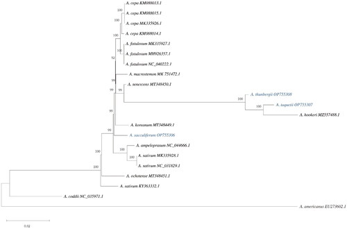 Figure 2. The phylogenetic tree reconstructed using MEGA based on 21 complete chloroplast genome sequences inferred using the maximum-likelihood (ML) method. All sequences were downloaded from NCBI GenBank. The sequences used for phylogenetic tree construction are as follows: A. cepa (MK335926.1; Huo et al. Citation2019/KM088013.1, KM088014.1, KM088015.1; Kim et al. Citation2015), A. sativum (NC_031829.1/KY363332.1/MK335928.1; Huo et al. Citation2019), A. fistulous (MK335927.1; Huo et al. Citation2019/NC_040222.1; Kim et al. Citation2015/MH926357.1; Yusupov et al. Citation2019), A. koreanum (MT348449.1; Namgung et al. Citation2021), A. ochotense (MT348451.1; Namgung et al. Citation2021), A. senescens (MT348450.1; Namgung et al. Citation2021), A. hookeri (MZ557488.1; Ren et al. Citation2022), A. macrostemon (MK75472.1; Xie et al. Citation2019), A. ampeloprasum (NC_044666.1), Agapanthus coddii (NC_035971.1), and Acorus americanus (EU273602.1). The numbers above the nodes indicate bootstrap support values (with 1000 replicates). The numbers under the nodes indicate the length of each node.