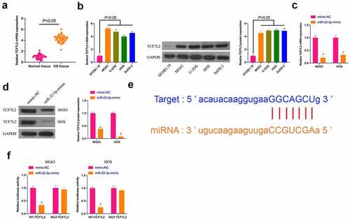 Figure 3. TCF7L2 is highly expressed in OS and targeted by miR-22-3p. A. TCF7L2 expression in OS tissues and adjacent normal tissues detected by RT-qPCR; B. TCF7L2 in OS cell lines MG63, U-2OS, HOS and SAOS-2 detected by RT-qPCR and Western blot; C, D. TCF7L2 in MG63 and HOS cells after transfection of miR-22-3p mimics detected by RT-qPCR and Western blot; E. MiR-22-3p and TCF7L2 potential binding sites queried through bioinformatics website http://starbase.sysu.edu.cn/; F. Targeting relationship between miR-22-3p and TCF7L2 detected by dual luciferase assay; The values were shown as mean ± SD (n = 3). The significance of each group was calculated using one-way ANOVA, and the variance correction via Tukey’s test. Vs. the mimic-NC group, * P < 0.05.