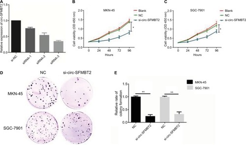 Figure 3 Circ-SFMBT2 promoted the proliferation of gastric cancer cells. (A) Knockdown of circ-SFMBT2 was confirmed via qRT-PCR, demonstrating the effective knockdown in GC cells. (B) Knockdown of circ-SFMBT2 inhibited cell proliferation significantly in MKN-45 cells. (C) Knockdown of circ-SFMBT2 inhibited cell proliferation significantly in SGC-7901 cells. (D) Clone formation assay showed that after knockdown of circ-SFMBT2, the population dependence and proliferation ability of gastric cancer cells were significantly decreased. (E) After knockdown of circ-SFMBT2, the relative rate of colony formation of gastric cancer cells was significantly decreased. *P<0.05, **P<0.01.Abbreviations: NC, negative control; qRT-PCR, quantitative real-time PCR.