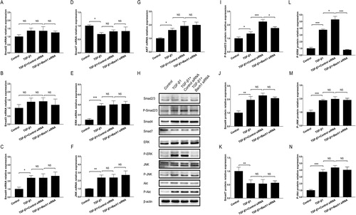 Figure 4. Bach1 siRNA adenovirus blocked ERK pathway in PF cell model. The mRNA expressions (assessed by RT-qPCR) of Smad2 (A), Smad3 (B), Smad4 (C), Smad7 (D), ERK (E), JNK (F) and Akt (G) in PF cell model in Control group, TGF-β1 group, TGF-β1 + Control siRNA group and TGF-β1 + Bach1 siRNA group, their protein expressions (assessed by western blot) as well as phosphorylated protein expressions (H); and gray scale quantification of the protein expressions of p-Smad2/3 (I), Smad4 (J), Smad7 (K), p-ERK (L), p-JNK (M), as well as p-Akt (N) among the four groups. TGF-β1 concentration was 5 ng/ml. The MLFs were collected from each mouse in the BLM group. Replicas in all the cell experiments was 3. Bach1, BTB and CNC homology 1; TGF-β1, transforming growth factor beta 1; ERK, extracellular regulated MAP kinase; MLFs, mouse lung fibroblasts; JNK, c-Jun NH2-terminal kinase; Akt, protein kinase B; RT-qPCR, reverse transcription quantitative polymerase chain reaction.