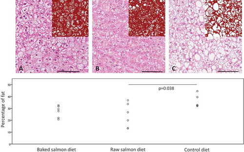 Figure 1. Representative images from liver sections showing steatosis in the groups fed with baked salmon diet (A) and raw salmon diet (B) compared to steatosis in the control group (C) (stain hematoxylin-eosin, scale bars 100 micrometer). Insets in the upper right corner display marked-up images for image analysis. The graph shows percentage fat content calculated by image analysis for individual rats.
