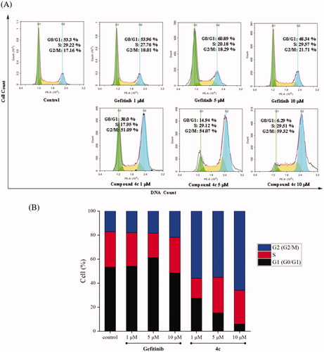 Figure 4. Cell cycle distribution of compound 4c and Gefitinib against A549 was studied by flow cytometry. (A) A549 cells were cultured in the presence of different concentrations of 4c (1 μM, 5 μM and 10 μM) or Gefitinib (1 μM, 5 μM and 10 μM) for 48 h, harvested, fixed, and labelled with PI, then analysed by FACS. Percentage of cells in G0/G1, S and G2/M phases are indicated. (B) Profiles obtained by FACS. The percentages for different phases of the cell cycle were illustrated in the histogram.